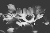 Modern Fine Art Print - Midnight Anemone #1