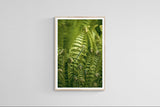 Modern Fine Art Photograph - Morning Fern #1