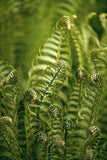 Modern Fine Art Photograph - Morning Fern #1