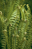 Modern Fine Art Photograph - Morning Fern #4