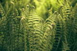 Modern Fine Art Photograph - Morning Fern #5