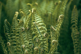 Modern Fine Art Photograph - Morning Fern #6