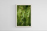 Modern Fine Art Photograph - Morning Fern #7