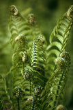 Modern Fine Art Photograph - Morning Fern #7