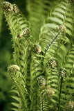 Modern Fine Art Photograph - Morning Fern #8