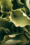 Modern Fine Art Photograph - Morning Hosta #3