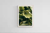 Modern Fine Art Photograph - Morning Hosta #3