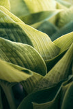 Modern Fine Art Photograph - Morning Hosta #5