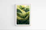 Modern Fine Art Photograph - Morning Hosta #5