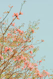 Modern Botanical Photograph - Pink Daydreams #1