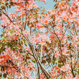 Modern Floral Photograph - Pink Daydreams #2