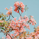 Modern Floral Photograph - Pink Daydreams #3