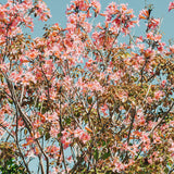 Modern Floral Photograph - Pink Daydreams #4