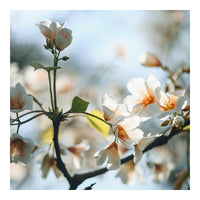 Modern Floral Photograph - Spring Blush #1