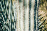 Modern Fine Art Photograph - Spring Cactus #4