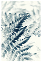 Modern Nature Photograph - Blue Fern #1