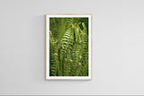 Modern Fine Art Photograph - Morning Fern #4