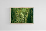 Modern Fine Art Photograph - Morning Fern #6
