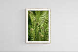 Modern Fine Art Photograph - Morning Fern #8