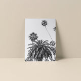 Blank Note Card - California Palms