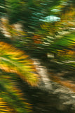 Modern Fine Art Abstract Photograph - 5th Street Palms #2