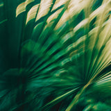 Modern Fine Art Photograph - 5th Street Palms #3