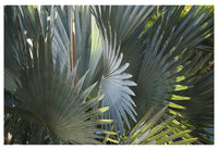 Modern Tropical Photograph - Bismarck Sun #1