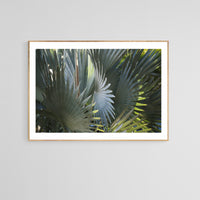 Modern Tropical Photograph - Bismarck Sun #1