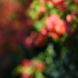Modern Fine Art Photograph - Bougainvillea Breeze #3