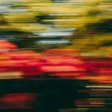 Modern Fine Art Photograph - Bougainvillea Breeze #4