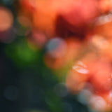 Modern Fine Art Photograph - Bougainvillea Breeze #5