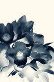 Modern Fine Art Print - Cyan Anemone #3