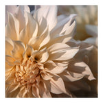 Creative A - Limited License