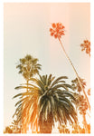Modern Fine Art Photograph - California Palms #2