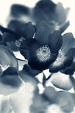Modern Fine Art Print - Cyan Anemone #4