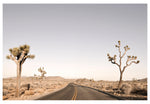 Modern Fine Art Photograph - Driving Joshua Tree #3