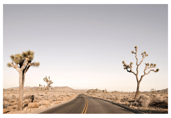 Modern Fine Art Photograph - Driving Joshua Tree #3