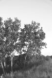 Modern Fine Art Photograph - Dune Study #3