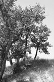 Modern Fine Art Photograph - Dune Study #2