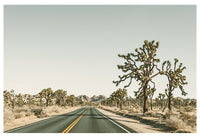 Modern Fine Art Photograph - Driving Joshua Tree #1