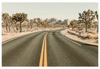 Modern Fine Art Photograph - Driving Joshua Tree #4