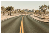 Modern Fine Art Photograph - Driving Joshua Tree #4