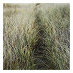Modern Fine Art Photograph - Dune Crossing