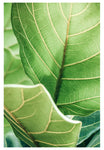Modern Botanical Photograph - Fiddle Leaf #1