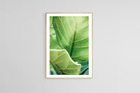 Modern Botanical Photograph - Fiddle Leaf #1