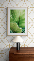 Modern Botanical Photograph - Fiddle Leaf #1