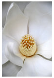 Modern Fine Art Photograph - Grandiflora #3