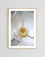 Modern Fine Art Photograph - Grandiflora #3