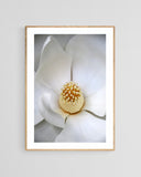 Modern Fine Art Photograph - Grandiflora #3