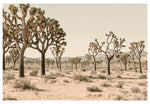 Modern Fine Art Photograph - Joshua Tree #2